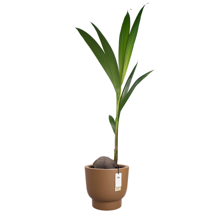 amber grail 40cm caramello